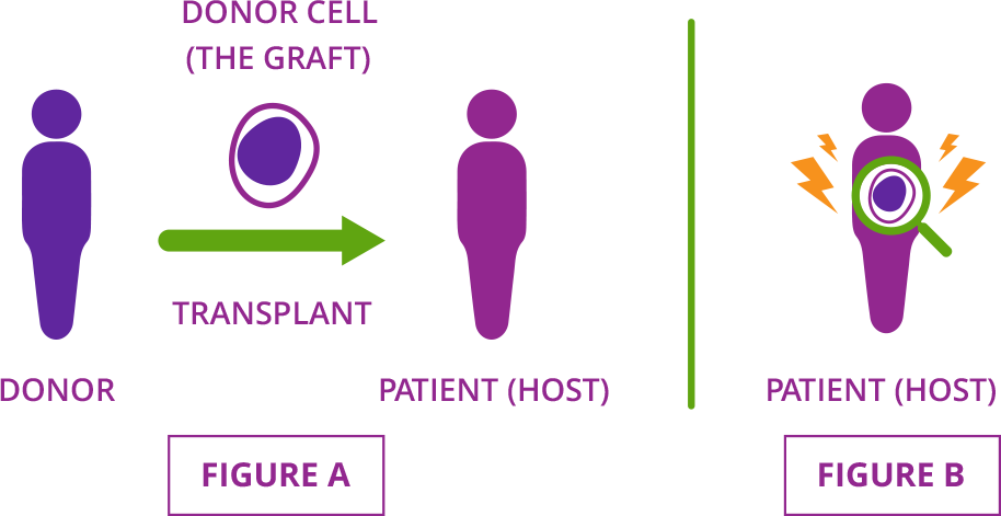 Graphic describes how acute graft-versus-host disease occurs when donor cells (called the graft) attack the organs and tissues of the patient who received them (or the host).