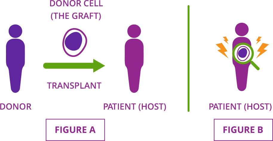 Graphic describes how acute graft-versus-host disease occurs when donor cells (called the graft) attack the organs and tissues of the patient who received them (or the host).