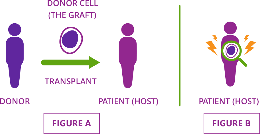Graphic describes how acute graft-versus-host disease occurs when donor cells (called the graft) attack the organs and tissues of the patient who received them (or the host).