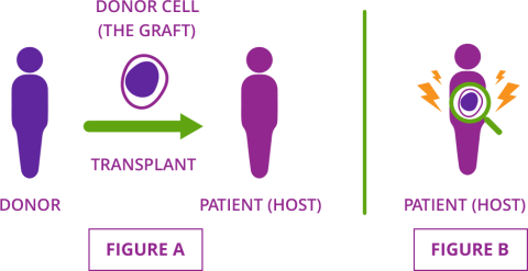 Graphic describes how graft-versus-host disease occurs when donor cells (called the graft) attack the organs and tissues of the patient who received them (or the host).