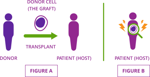 Diagram to show how cGVHD occurs