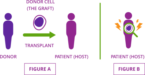 Diagram to show how cGVHD occurs