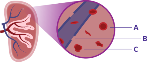 Graphic showing cross-section of the spleen