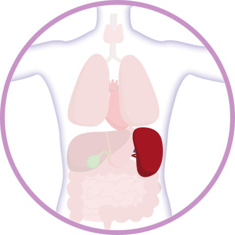 Graphic that shows where the spleen is located in the body
