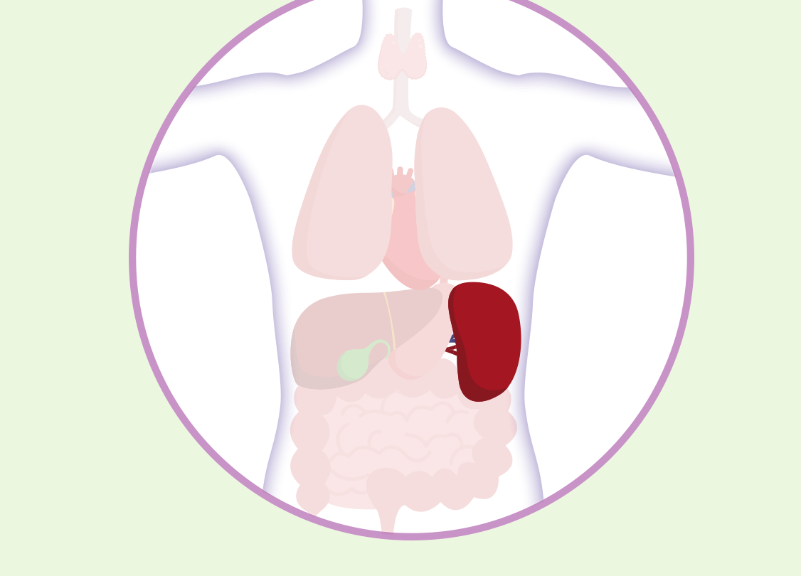 Graphic that shows where the spleen is located in the body