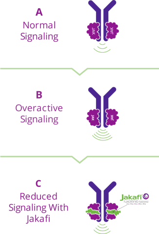Graphic showing - A. Normal Signaling of JAK proteins, B. Overactive Signaling of JAK proteins and C. Reduced Signaling with Jakafi which helps to reduce overactive JAK signaling to help keep the production of blood cells under control.