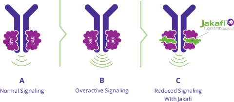 Graphic showing - A. Normal Signaling of JAK proteins, B. Overactive Signaling of JAK proteins and C. Reduced Signaling with Jakafi which helps to reduce overactive JAK signaling to help keep the production of blood cells under control.