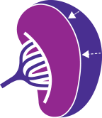 Graphic of spleen with arrows to represent spleen reduction.