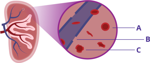 Graphic showing cross-section of the spleen
