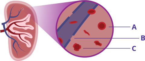 Graphic showing cross-section of the spleen