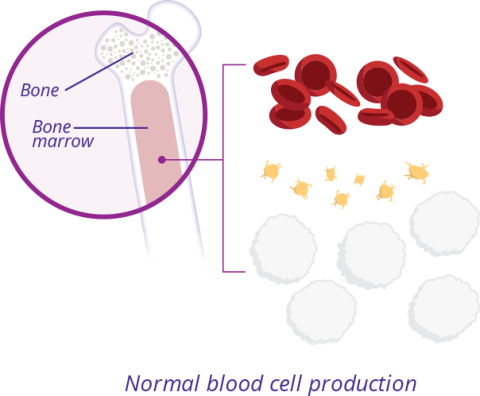Graphic showing normal blood cell production