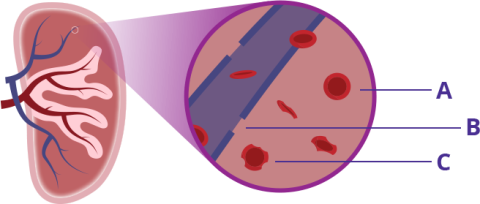 Graphic showing cross-section of the spleen
