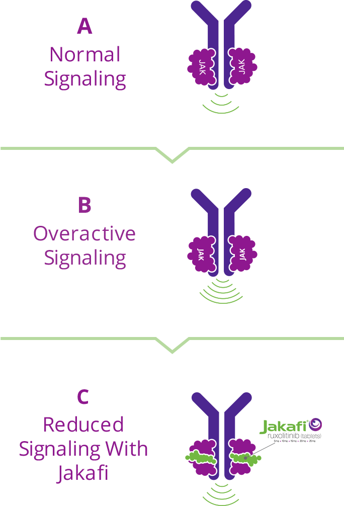 Graphic showing - A. Normal Signaling of JAK proteins, B. Overactive Signaling of JAK proteins and C. Reduced Signaling with Jakafi which helps to reduce overactive JAK signaling to help keep the production of blood cells under control.