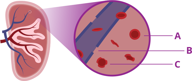 Graphic showing the cross-section of the spleen