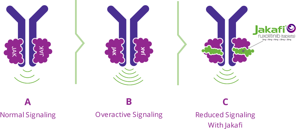 Graphic showing - A. Normal Signaling of JAK proteins, B. Overactive Signaling of JAK proteins and C. Reduced Signaling with Jakafi which helps to reduce overactive JAK signaling to help keep the production of blood cells under control.